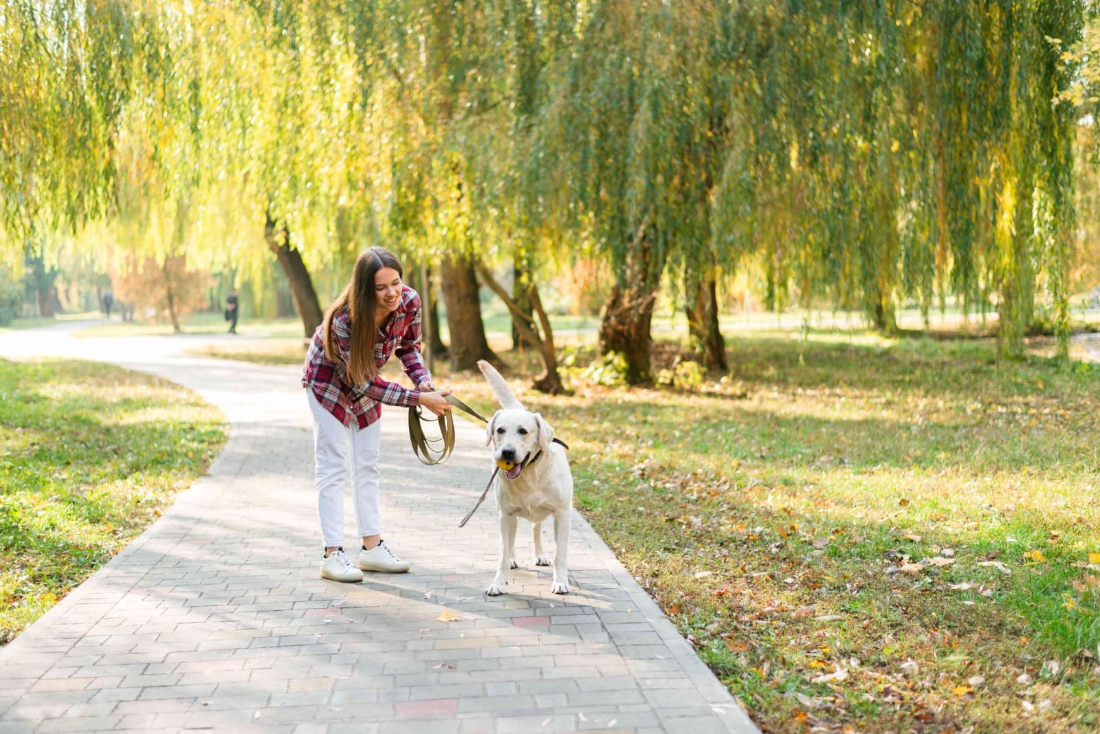 Dog Walking ($19 per 30-minute walk)