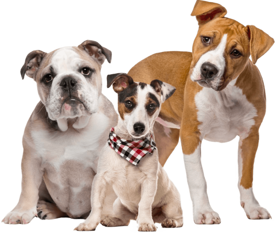 Pet-Hero-Section