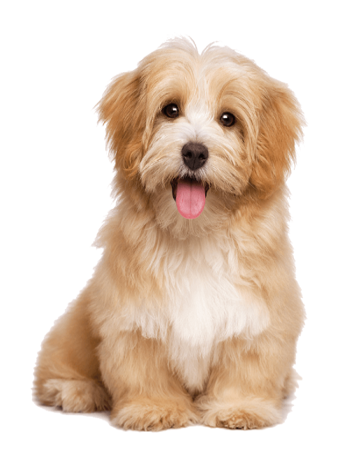 Elite Pet Care